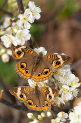 Common Buckeye butterfly pollinating a wild plum flower, with another Buckeye on the same flower cluster below it