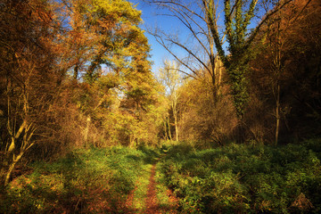 Footpath through forest in autumn with warm sunlight