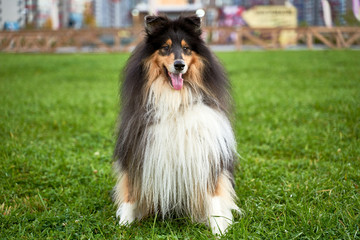 Obraz na płótnie Canvas A beautiful portrait of a long-haired collie with red and black color sits on the green grass in the Park. Close-up portrait of dogs muzzle. Walking pet in autumn. Horizontal shot of animal