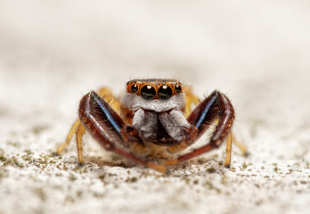 Beautiful male Hentz Jumper; Hentzia palmarum; with his orange and white face; on a white fence post