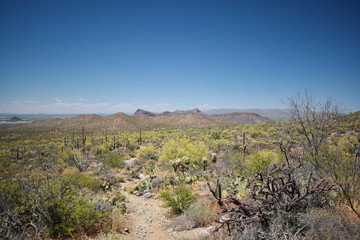 Saguaro National Park