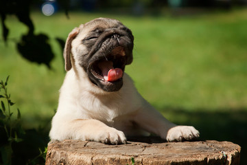 A small fawn puppy of a pug breed on a stump as if a student at a desk, sits and yawns