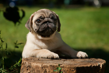 Little fawn puppy of a pug breed on a stump as if a student at a desk