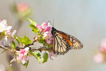 Monarch butterfly feeding on pink and white apple flowers in early spring sun