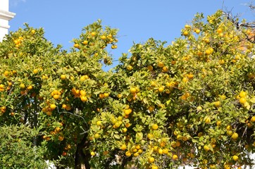 Fresh oranges on tree