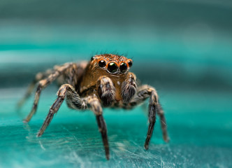 Absolutely adorable, tiny little Naphrys pulex jumping spider holding his pedipalps up