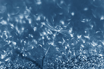 Dandelion fluff with a drop of water and bokeh in the background in classic blue color.