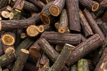 wet tree stump, acacia