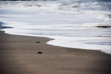 Baby Sea Turtle Release
