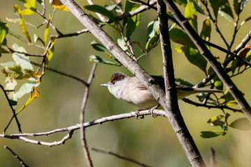Naklejka premium Eurasian blackcap sylvia atricapilla female sitting on branch of tree. Cute common forest songbird in wildlife.