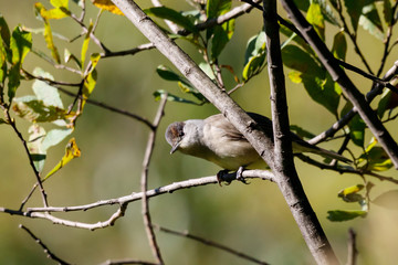 Eurasian blackcap sylvia atricapilla female sitting on branch of tree. Cute common forest songbird in wildlife.