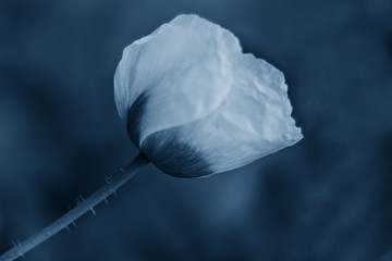 Tulip flower in classic blue color.