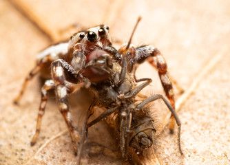 Male Pelegrina proterva, Common White-Cheeked jumping spider devouring a fly as big as he is
