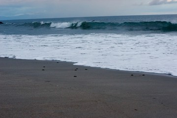 Baby Sea Turtle Release