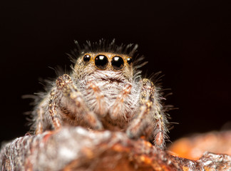 Adorable, immature, Phidippus insignarius jumping spider on top of a fence post