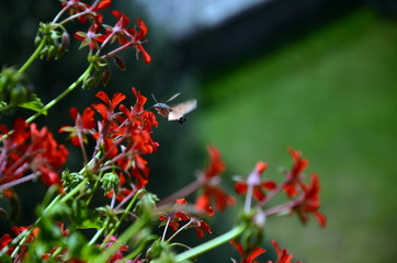 an insect is sucking nectar from a flower