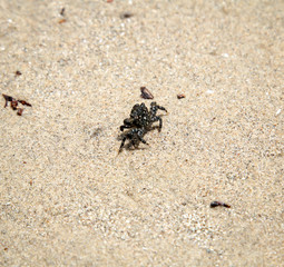 eine kleine Krabbe am Strand am pazifischen Ozean