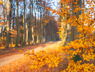 dirt road in autumnal forest near utrecht in holland