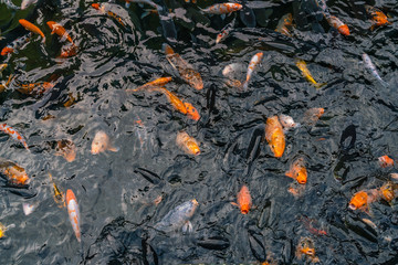 Group of fancy koi fish swimming in the pond
