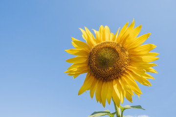 Beautiful sunflowers in the field natural background.