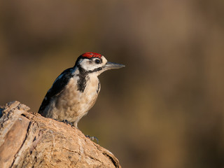 Pico pica`pinos