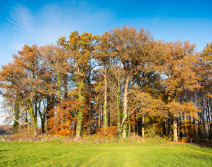 fall forest and green grass under blue sky in holland near utrecht