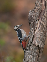 Pico pica`pinos