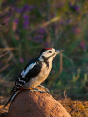Pico pica`pinos