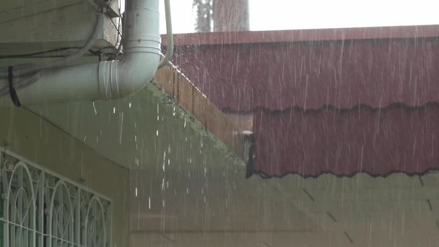 footage of Tropical rain drops falling.