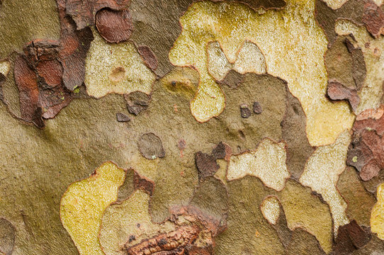 Plane tree (platanus) bark texture macro shot