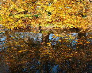 yellow autumn chestnut leaves reflected in water of canal