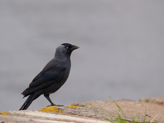 Grajilla