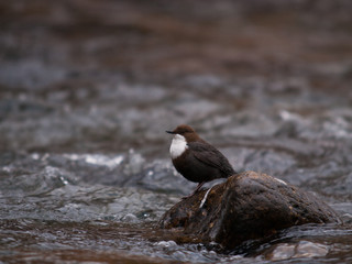 Mirlo acu&aacute;tico