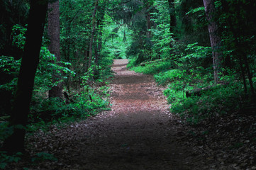 ścieżka w lesie  © klumb