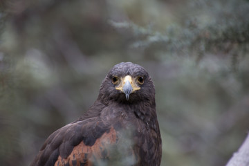 Eagle perched on an outdoor tree in the middle of the field