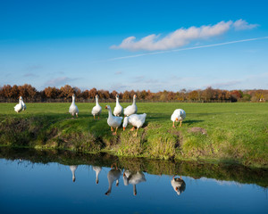 white geese in green meadow under blue sky with reflections in water of canal in holland