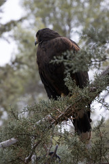 Eagle perched on an outdoor tree in the middle of the field