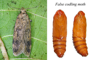 False Codling Moth (Thaumatotibia leucotreta) is the dangerous pest of citrus trees in Africa. Development stages. Adult moth and pupa 