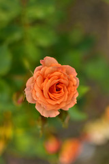 Beautiful romantic natural roses on the occasion of women's day and mother's day.