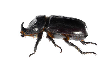 Root borer, Oryctes (Rykanoryctes) agamemnon sinaicus (Coleoptera: Scarabaeidae). Male. Isolated on a white background 