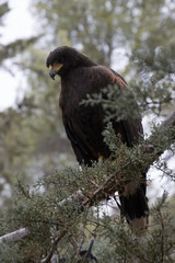 Eagle perched on an outdoor tree in the middle of the field