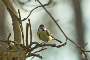 Eine Blaumeise sitzt im Winter auf dem Ast eines Magnolien-Baumes, Cyanistes caeruleus, Parus caeruleus