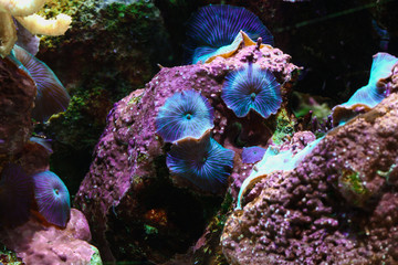 purple coral aquarium reef ocean sea 