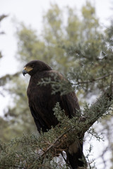 Eagle perched on an outdoor tree in the middle of the field