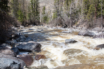 altai mountain river in forest
