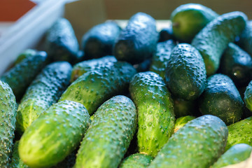A pile of fresh-picked green cucumbers displaying outdoor at a farmers market in Chonburi, Thailand