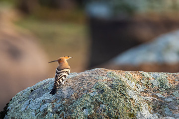 Eurasian hoopoe. Upupa epops.