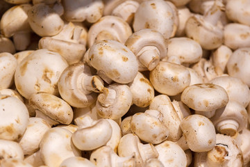 champignon mushrooms on display. a lot of fresh raw mushroom heap lies on the shelves