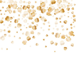 Cool scallop, bivalve pearl shell, marine mollusk isolated on white wild life nature background. 