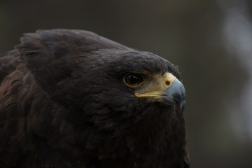 Eagle perched on an outdoor tree in the middle of the field